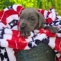 Sig, a female Great Dane for sale in Mc Call Creek, MS – 2 of 10