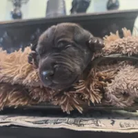 Dracula , a male Great Dane for sale in Mc Call Creek, MS – 5 of 10