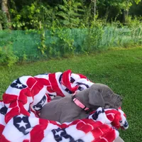 Sig, a female Great Dane for sale in Mc Call Creek, MS – 8 of 10