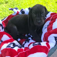 Kimber, a male Great Dane for sale in Mc Call Creek, MS – 9 of 10