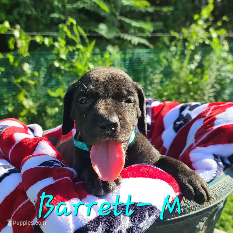 Barrett  – Great Dane puppy for sale in Mc Call Creek, MS
