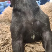Dracula , a male Great Dane for sale in Mc Call Creek, MS – 2 of 10