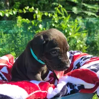 Barrett , a male Great Dane for sale in Mc Call Creek, MS – 6 of 10