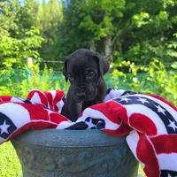 Kimber, a male Great Dane for sale in Mc Call Creek, MS – 4 of 10