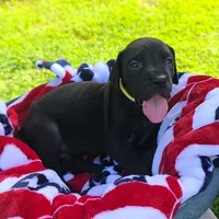 Kimber, a male Great Dane for sale in Mc Call Creek, MS – 8 of 10