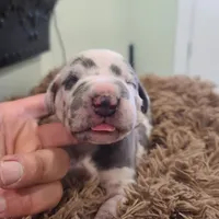 Frankenstein , a male Great Dane for sale in Mc Call Creek, MS – 3 of 10