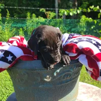 Barrett , a male Great Dane for sale in Mc Call Creek, MS – 9 of 10