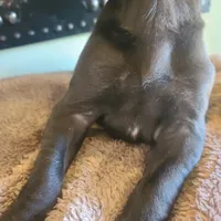 Dracula , a male Great Dane for sale in Mc Call Creek, MS – 6 of 10
