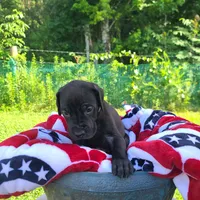Kimber, a male Great Dane for sale in Mc Call Creek, MS – 3 of 10