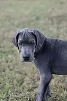 Remi, a female Great Dane for sale in Mc Call Creek, MS – 5 of 10