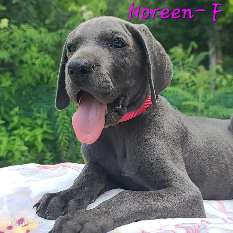 Noreen – Great Dane puppy for sale in Mc Call Creek, MS