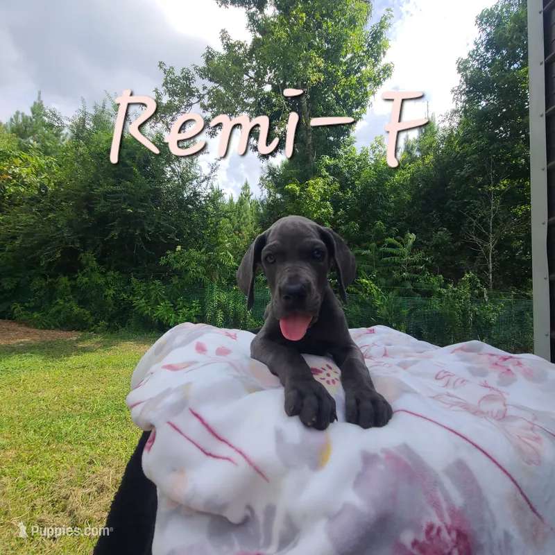 Remi – Great Dane puppy for sale in Mc Call Creek, MS