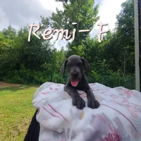 Remi, a female Great Dane for sale in Mc Call Creek, MS – 1 of 10