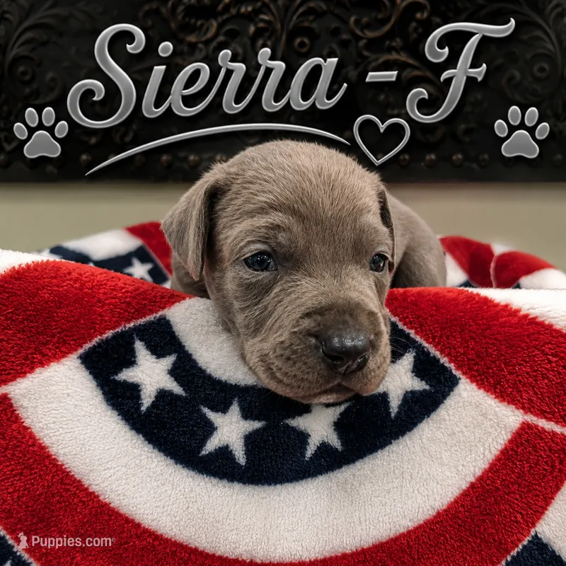 Sierra – Great Dane puppy for sale in Mc Call Creek, MS