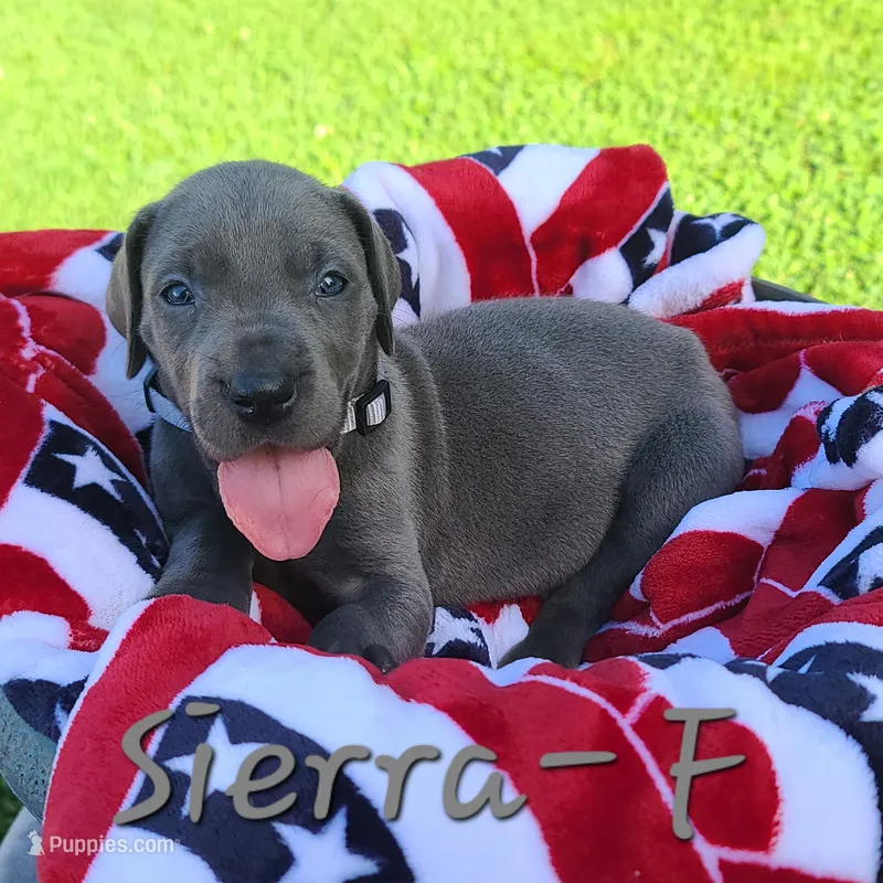Sierra – Great Dane puppy for sale in Mc Call Creek, MS