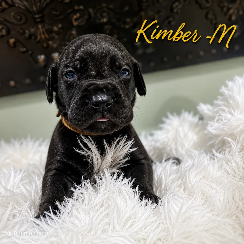 Kimber – Great Dane puppy for sale in Mc Call Creek, MS
