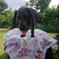 Remi, a female Great Dane for sale in Mc Call Creek, MS – 9 of 10