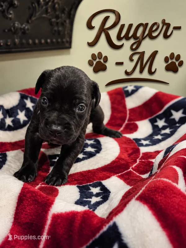 Ruger  – Great Dane puppy for sale in Mc Call Creek, MS