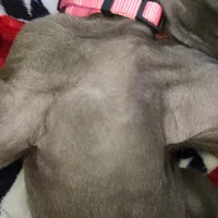 Sig, a female Great Dane for sale in Mc Call Creek, MS – 7 of 10