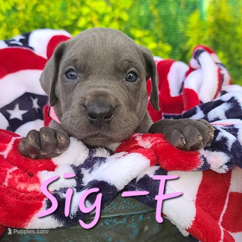 Sig – Great Dane puppy for sale in Mc Call Creek, MS