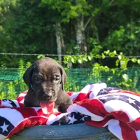 Barrett , a male Great Dane for sale in Mc Call Creek, MS – 2 of 10