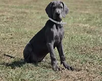 Remi, a female Great Dane for sale in Mc Call Creek, MS – 6 of 10