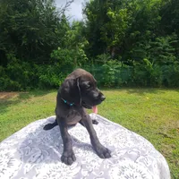 Barrett, a male Great Dane for sale in Mc Call Creek, MS – 9 of 10