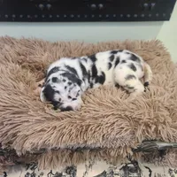 Elvira , a female Great Dane for sale in Mc Call Creek, MS – 4 of 10