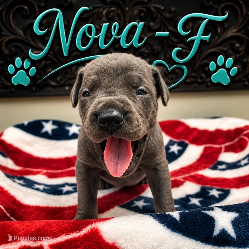 Nova – Great Dane puppy for sale in Mc Call Creek, MS