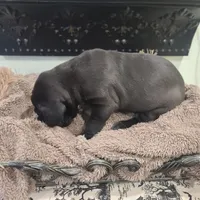 Dracula , a male Great Dane for sale in Mc Call Creek, MS – 8 of 10