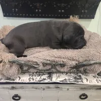 Dracula , a male Great Dane for sale in Mc Call Creek, MS – 10 of 10