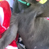 Nova, a female Great Dane for sale in Mc Call Creek, MS – 7 of 8