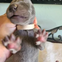 Remi, a female Great Dane for sale in Mc Call Creek, MS – 2 of 4