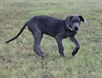 Remi, a female Great Dane for sale in Mc Call Creek, MS – 4 of 10