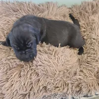Dracula , a male Great Dane for sale in Mc Call Creek, MS – 6 of 10