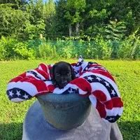 Ruger , a male Great Dane for sale in Mc Call Creek, MS – 7 of 9