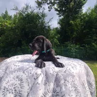 Barrett, a male Great Dane for sale in Mc Call Creek, MS – 8 of 10