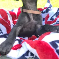 Ruger , a male Great Dane for sale in Mc Call Creek, MS – 2 of 9