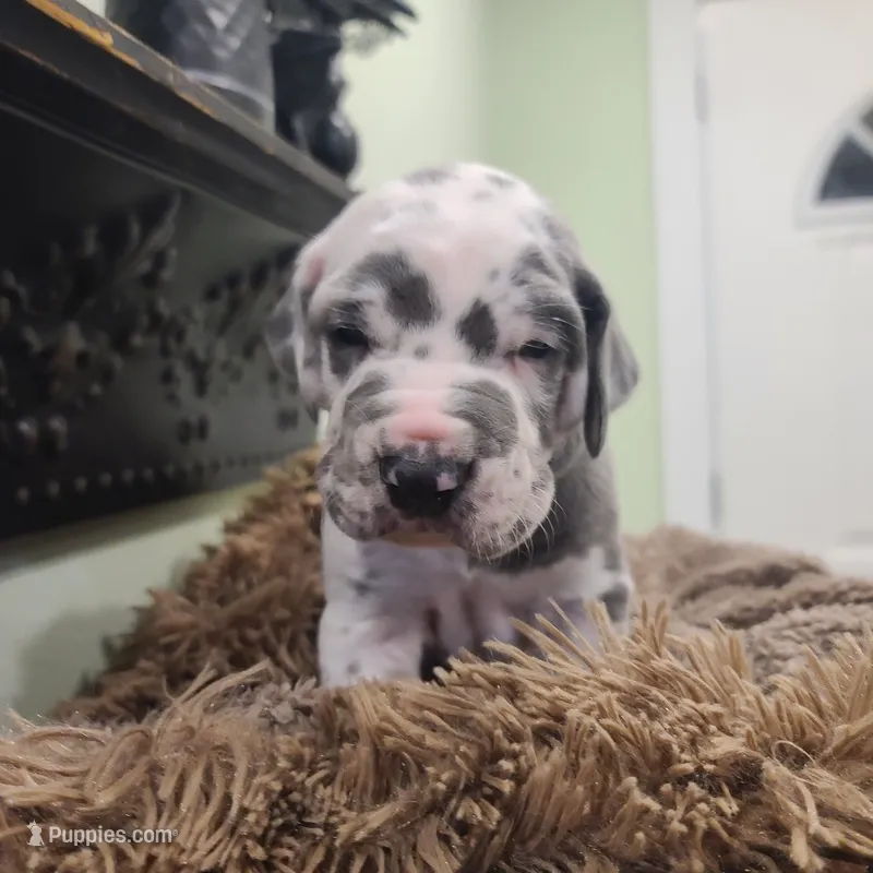 Frankenstein  – Great Dane puppy for sale in Mc Call Creek, MS