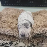 Wolfman, a male Great Dane for sale in Mc Call Creek, MS – 2 of 10