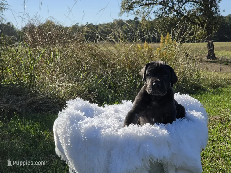 Dracula  – Great Dane puppy on hold in Mc Call Creek, MS