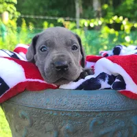 Sierra, a female Great Dane for sale in Mc Call Creek, MS – 4 of 8