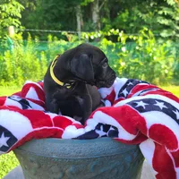 Kimber, a male Great Dane for sale in Mc Call Creek, MS – 6 of 10
