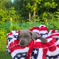 Sig, a female Great Dane for sale in Mc Call Creek, MS – 5 of 10