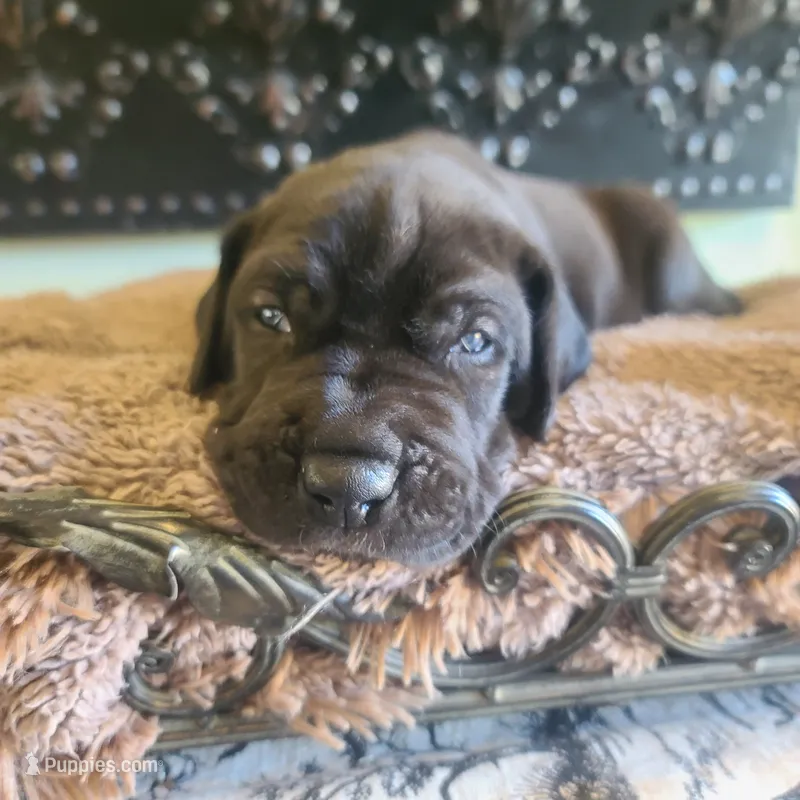 Dracula  – Great Dane puppy for sale in Mc Call Creek, MS