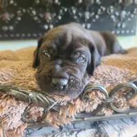 Dracula , a male Great Dane for sale in Mc Call Creek, MS – 1 of 10