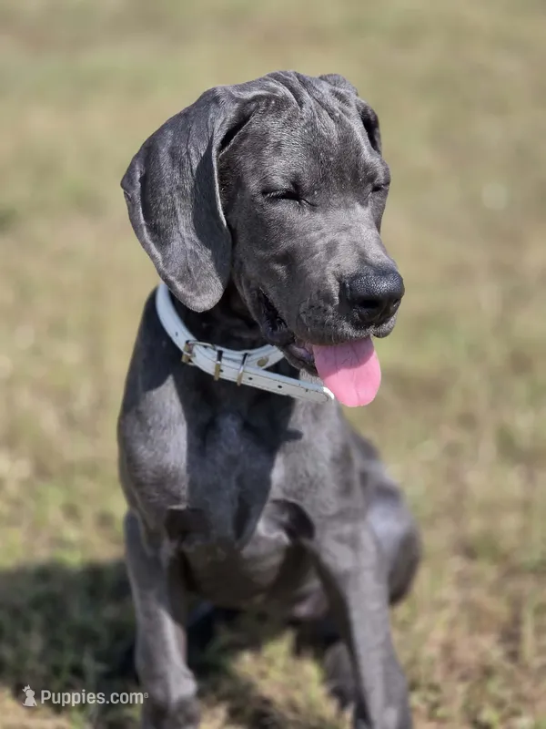 Remi – Great Dane puppy for sale in Mc Call Creek, MS