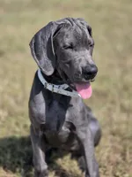 Remi, a female Great Dane for sale in Mc Call Creek, MS – 2 of 10