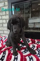 Barrett, a male Great Dane for sale in Mc Call Creek, MS – 6 of 10