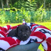 Ruger , a male Great Dane for sale in Mc Call Creek, MS – 3 of 9